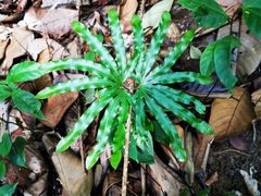 Lygodium longifolium