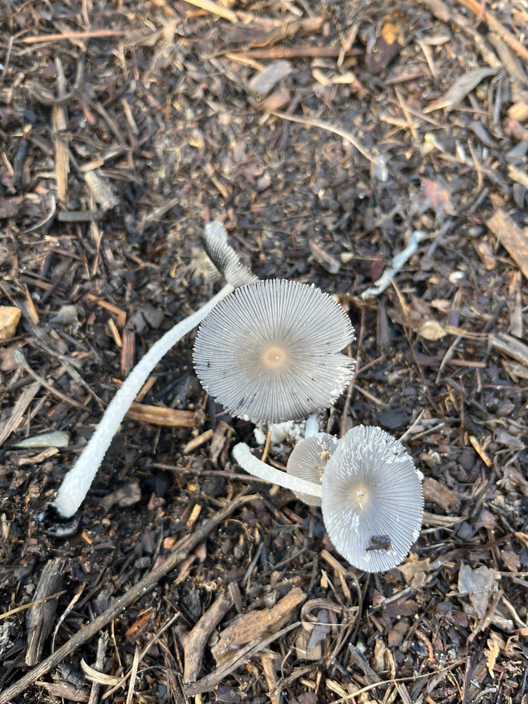 Coprinopsis lagopus