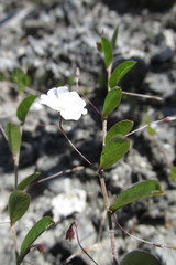 Evolvulus convolvuloides