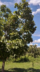 Caryocar brasiliense