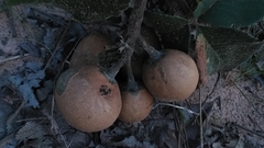 Caryocar brasiliense