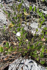 Evolvulus convolvuloides