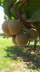 Caryocar brasiliense