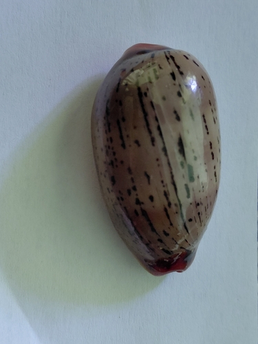 Mexican Isabella cowry