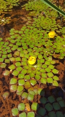 Ludwigia sedoides