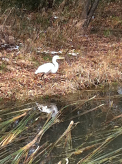 Ardea alba