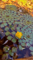 Ludwigia sedoides