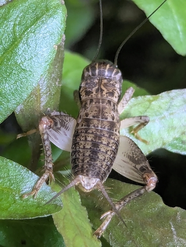 Japanese Burrowing Cricket