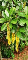 Lophanthera lactescens
