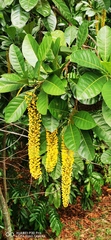 Lophanthera lactescens