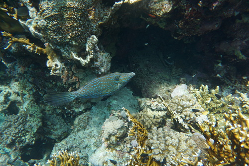 Scrawled filefish (Aluterus scriptus) — Monacanthidae