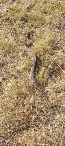 Urutu Lancehead