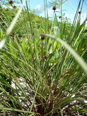 Cyperus fuligineus image