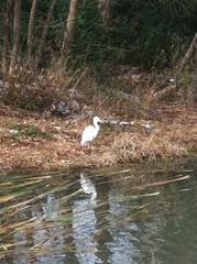 Ardea alba
