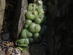 Conophytum ficiforme