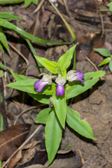Brachycorythis helferi