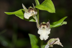 Brachycorythis helferi