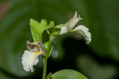 Brachycorythis helferi