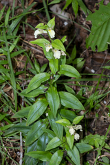 Brachycorythis helferi