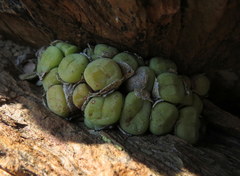 Conophytum ficiforme