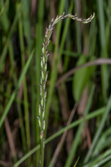 Peristylus goodyeroides
