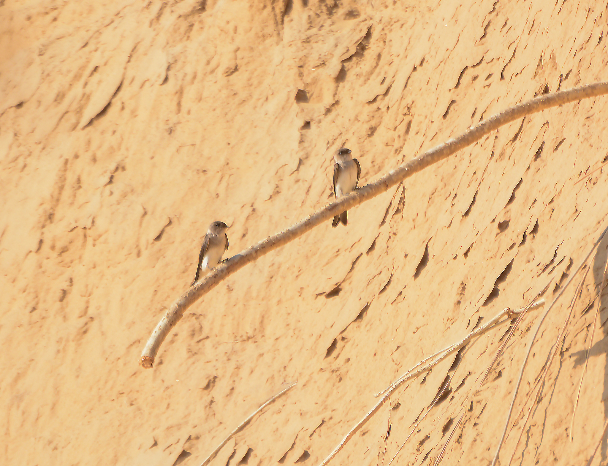 Grey-throated Martin