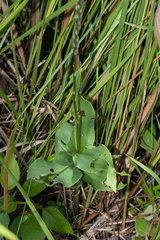 Peristylus goodyeroides