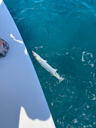 Sphyraena barracuda