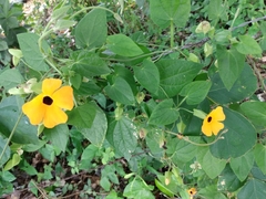 Thunbergia alata