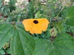 Thunbergia alata
