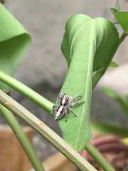 Megafreya sutrix
