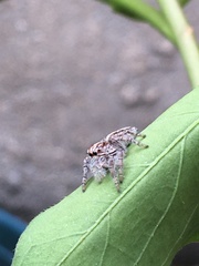 Megafreya sutrix