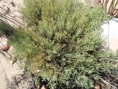 Rafnia capensis capensis