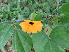 Thunbergia alata