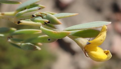 Rafnia capensis capensis