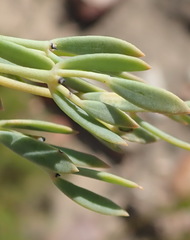 Rafnia capensis capensis