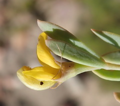 Rafnia capensis capensis