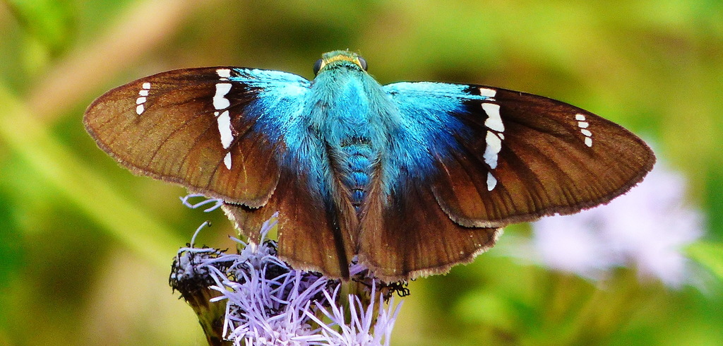 Eudamini