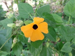 Thunbergia alata