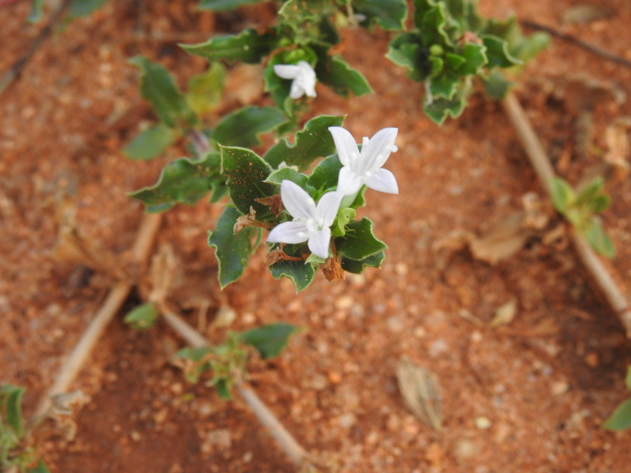 Jointed Buttonweed (Spermacoce articularis)