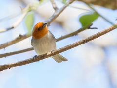 Thlypopsis fulviceps