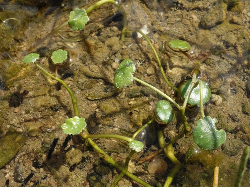 Marsh Pennywort (Hydrocotyle vulgaris)