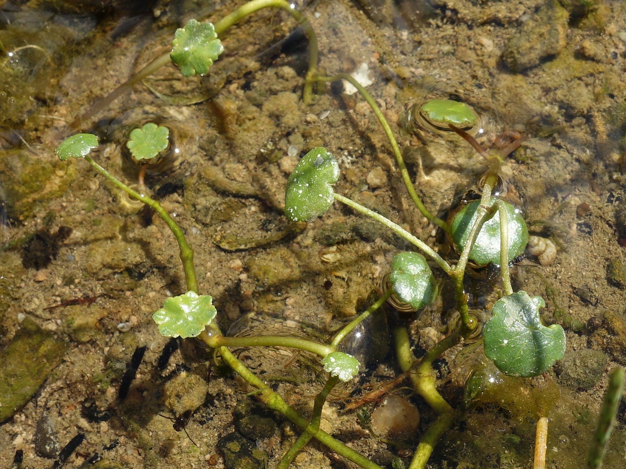 Marsh Pennywort (Hydrocotyle vulgaris)