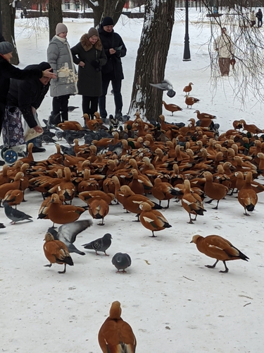 Ruddy Shelduck (Tadorna ferruginea), photo 5