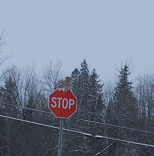 View observation of {o.common_name} on iNaturalist