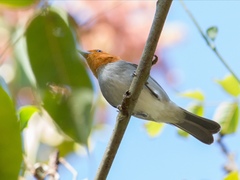 Thlypopsis fulviceps