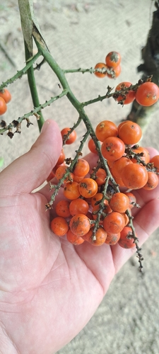 Licuala grandis