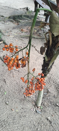 Licuala grandis