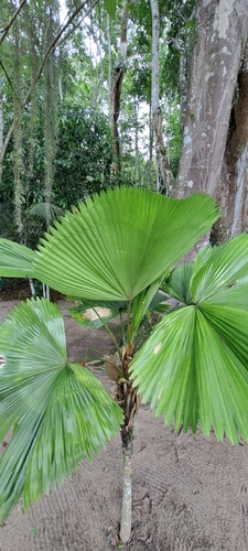 Licuala grandis