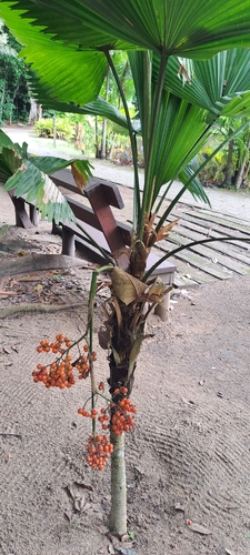 Licuala grandis